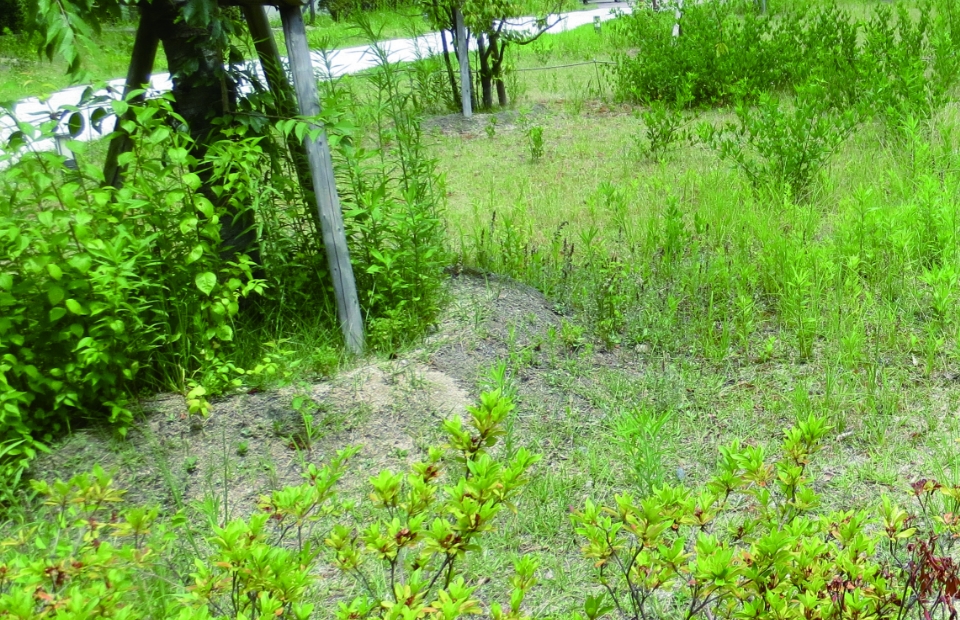 従来使用していた床土