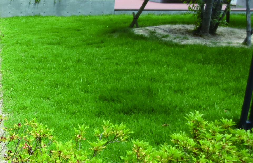 エコクレイ芝の床土